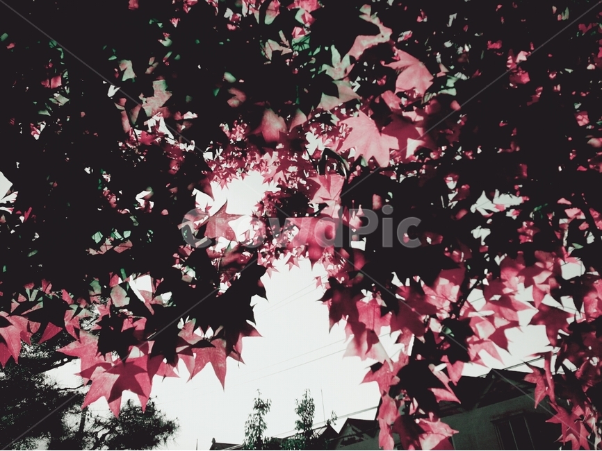 가을,단풍,하늘,식물,배경,식물,자연,plants,nature,색깔,색상,색채,색감,color sense,color sensitivity,feeling of color