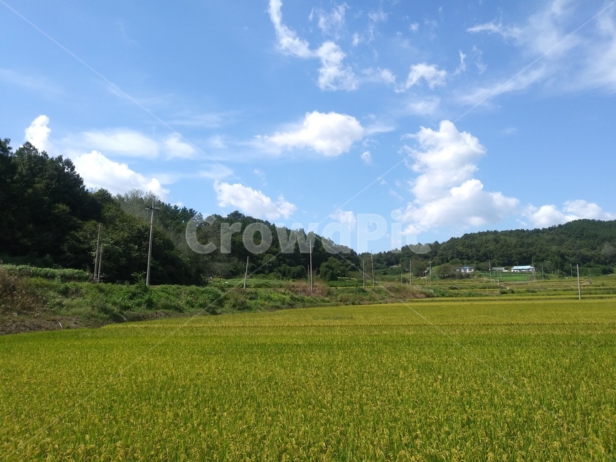 논,논밭,수확,들,자연,벼,시골,nature,countryside,지방,농사,자연,풍경,nature,landscape,field,grassland,목초지,outdoors,옥외,paddy field,패디 필드