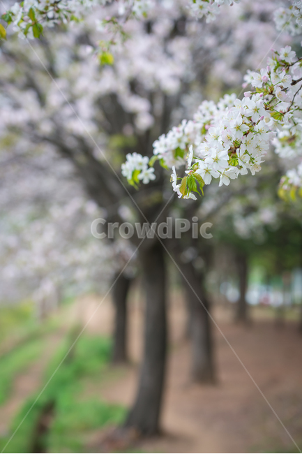 봄,자연,야외,공원,spring,nature
