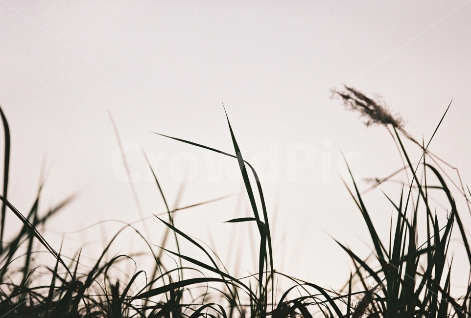 자연,풍경,필름,감성,가을,가을,계절,fall,autumn,season,식물,자연,plants,nature,감성,sensible,feeling,grass,잔디,plant,lawn,reed,갈대
