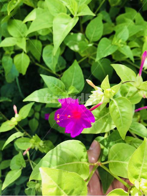 꽃,들꽃,꽃밭,나팔꽃,보라색,식물,자연,plants,nature,꽃,flower