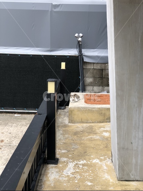 고양이,cat,길고양이,roadcat,동물,animals,동물,animal,포유류,mammal,고양이,cat,kitten,kitty