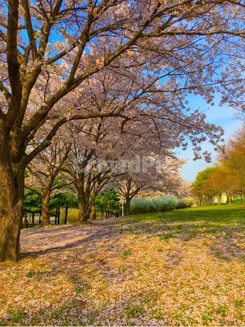 벚꽃,벚나무,봄,봄꽃,cherryblossom,spring,꽃,flower,springflowers,꽃놀이,벚꽃놀이,여행,trip,travel,cherryblossoms,만개,blossom,풍경,landscape,봄풍경,springlandscape,봄이미지,봄사진,식물,plant,자연,nature,natural,야외,공원,계절,활짝핀,나무,나뭇가지,아름다운,예쁜,아름답다,아름다움,예쁘다,성장,햇빛,햇살,밝은,밝다,하늘,푸른하늘,파란하늘,배경,바탕,백그라운드,꽃잎,petal,핑크,핑크색,pink,white,흰색,화이트,초록색,green,beautiful,tree,한국,korea,아시아,asia,봄,계절,spring,season,식물,자연,plants,nature,나무,trees,wood,tree trunk,나무 줄기