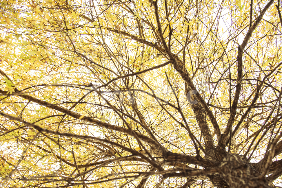 느티나무,나무,노란잎,잎사귀,이파리,가을,계절,fall,autumn,season,tree,plant,식물,tree trunk,나무 줄기