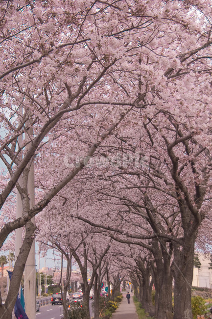 벚꽃,봄꽃,cherryblossom,봄분위기,spring,꽃