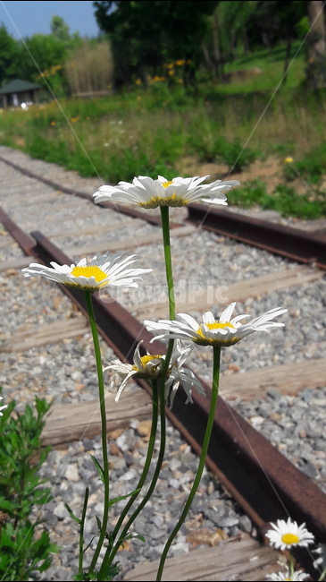 고잔역,협궤철길,철길,샤스타데이지,국화과,식물,자연,plants,nature,꽃,flower