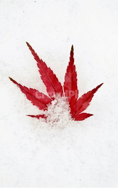 가을,겨울,눈,단풍,계절,낙엽,접사,클로즈업,plant,잎