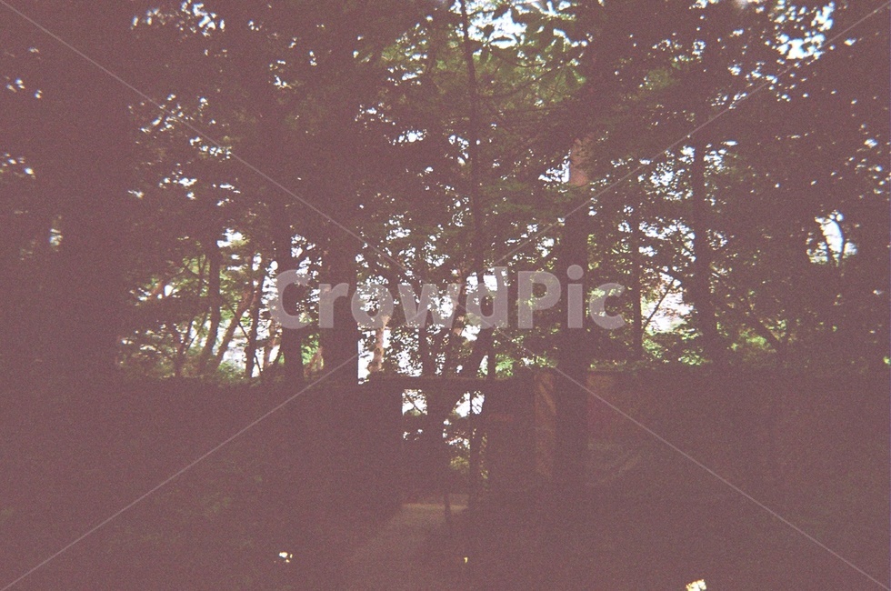 길,외길,필름카메라,아날로그,불빛,자연,풍경,nature,landscape,tree,나무,plant,식물