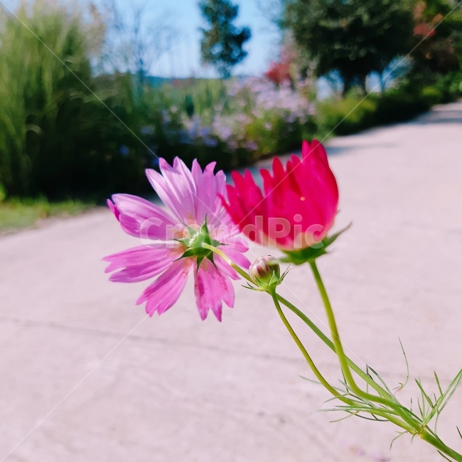 코스모스,가을,시골,꽃,들판,가을,계절,fall,autumn,season,식물,자연,plants,nature,꽃,flower,색깔,색상,색채,색감,color sense,color sensitivity,feeling of color,plant,blossom,petal,꽃잎