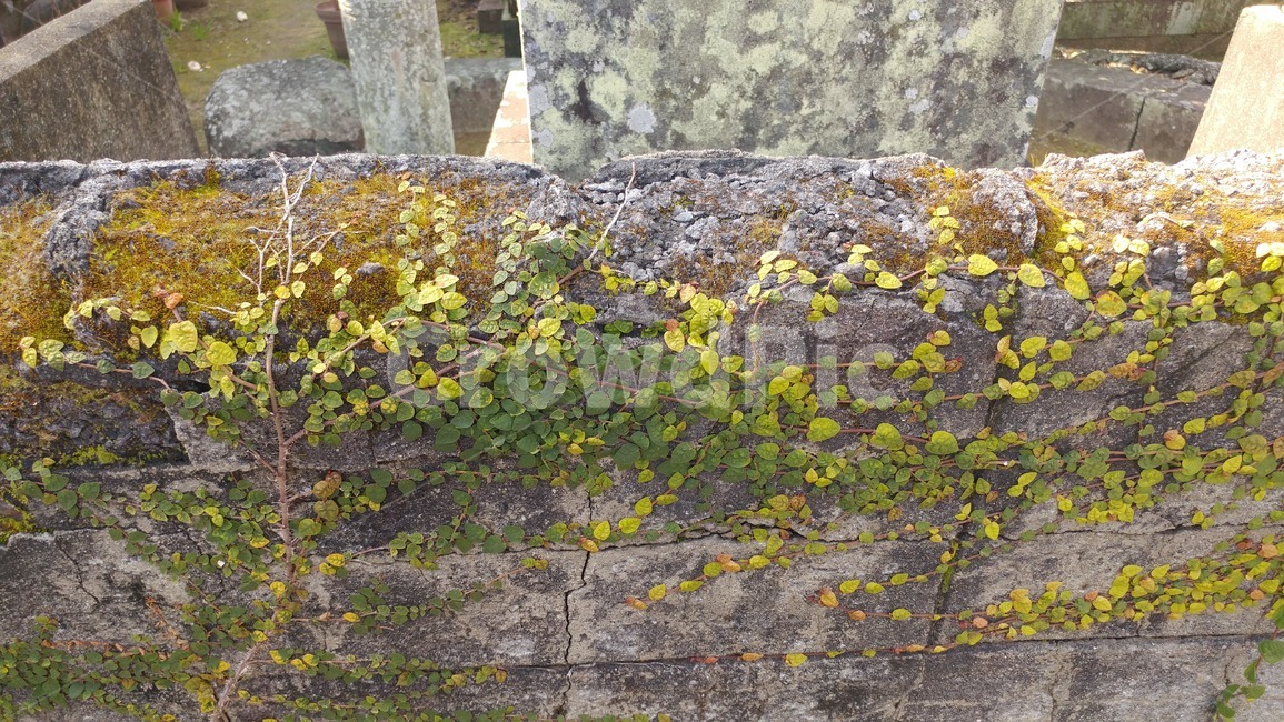 담장넝쿨,이끼,담벼락,벽,돌,식물,줄기,자연,잎,녹색,푸른,계절,plants,nature,green,stone,wall,식물,자연,plants,nature