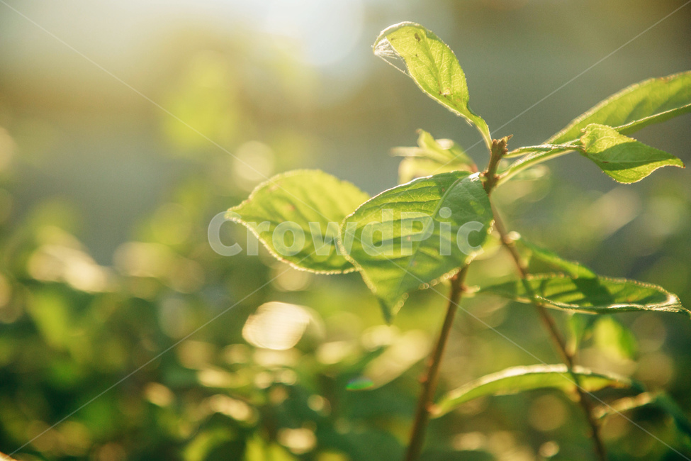 풀,풀잎,자연,빛,햇살,잎사귀,초록,감성,줄기,햇볕,green,nature,식물,자연,plants,nature,휴식,힐링,rest,relaxation,healing