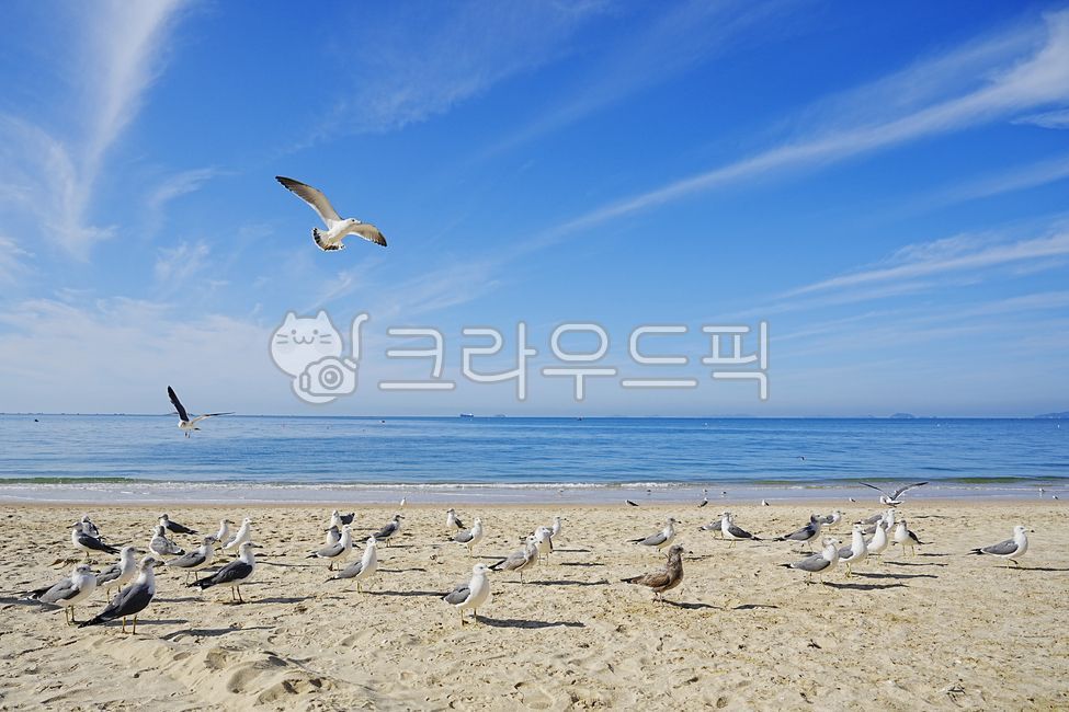 바다,모래사장,갈매기,새,모래,오션