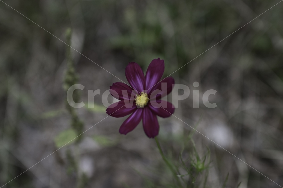 꽃,가을꽃,차가움,야생화,아련함,가을,계절,fall,autumn,season,식물,자연,plants,nature,꽃,flower,plant,petal,꽃잎,blossom