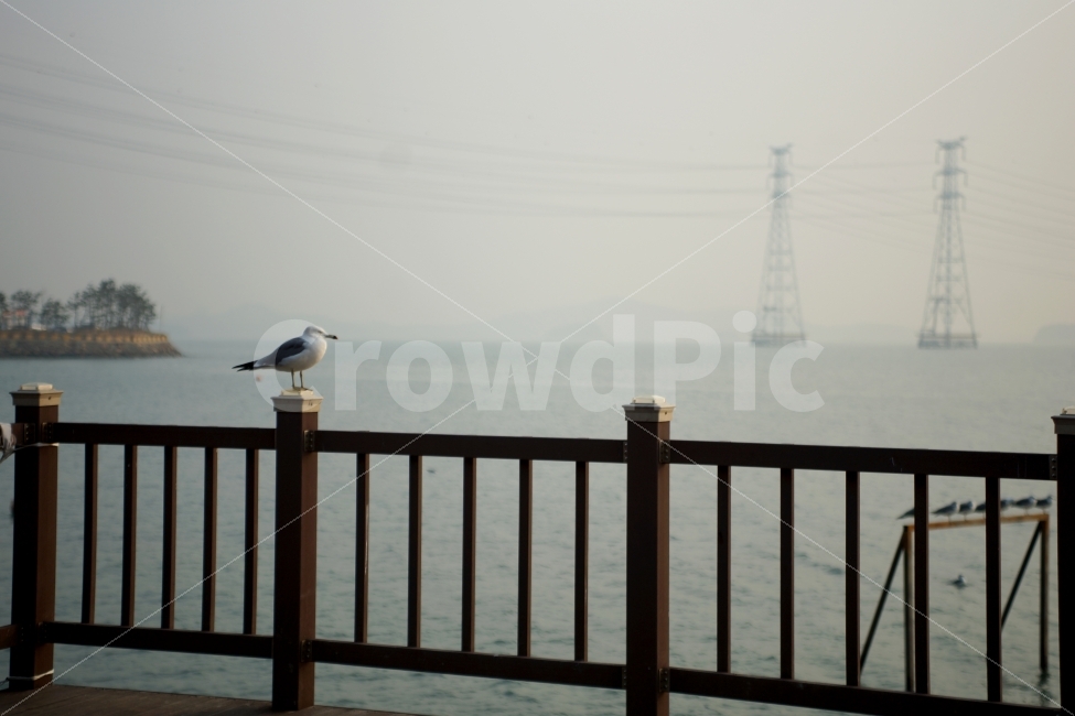 대부도,대부도해솔길,갈매기,바다,수평선,동물,animal,조류,새,birds