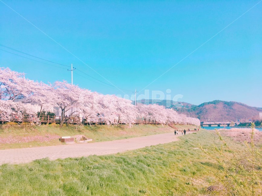 벚꽃,cherryblossom,꽃,flower,벚꽃길,plant,식물,봄,계절,spring,season,자연,풍경,nature,landscape