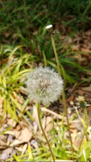 민들레,홀씨,바람,봄,식물,꽃,flower