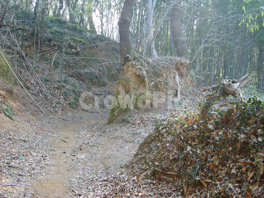 시골,등산,산책로,등산길,나무뿌리,흙길