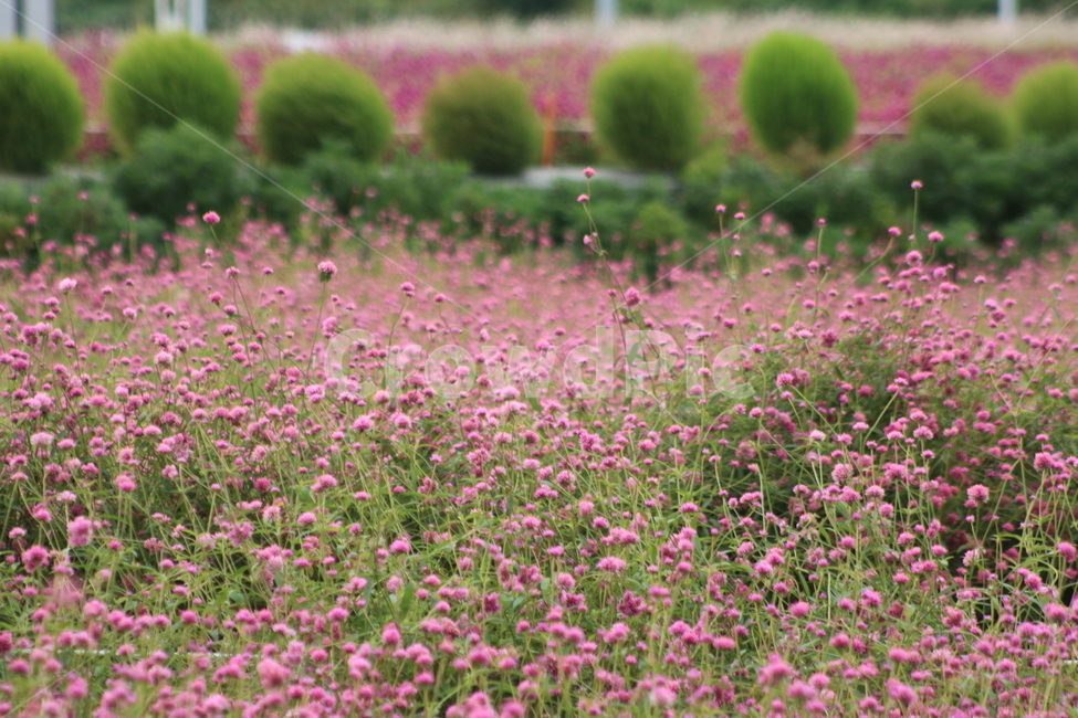 꽃,천일홍,분홍꽃,허브,소경,식물,plant,가을꽃,식물,자연,plants,nature,꽃,flower