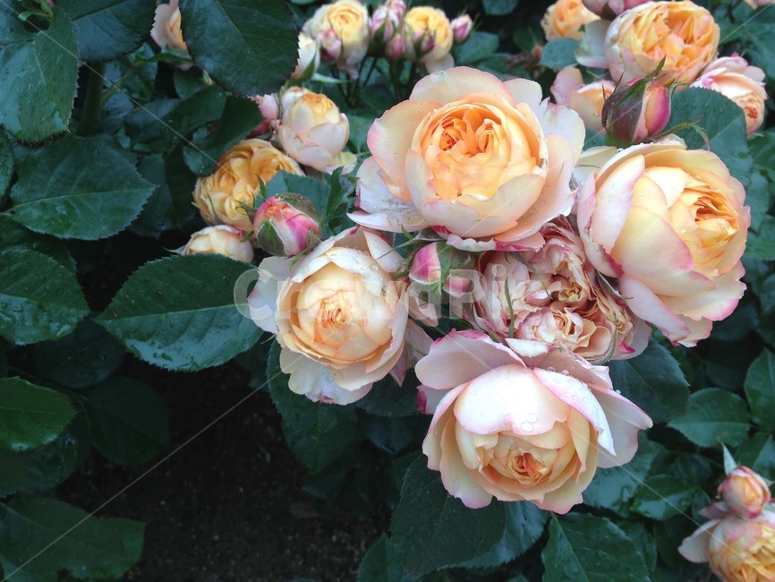 plant,식물,flower,꽃,blossom,장미,rose