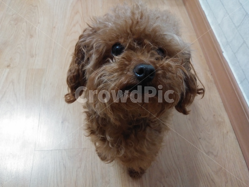 강아지,푸들,반려견,초코푸들,토이푸들,dog,동물,animal,동물,animal,포유류,mammal,개,강아지,dog,doggy
