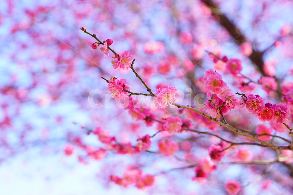 홍매화,봄,꽃,나무,감성,유엔공원,풍경,식물,봄,계절,spring,season,식물,자연,plants,nature,꽃,flower,plant