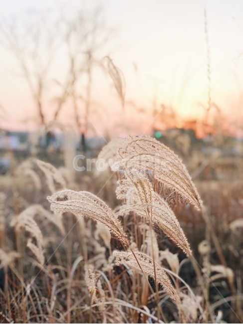 가을,따사로운,주황색,억새,감성사진,가을,계절,fall,autumn,season,grass,잔디,plant,식물,lawn,reed,갈대