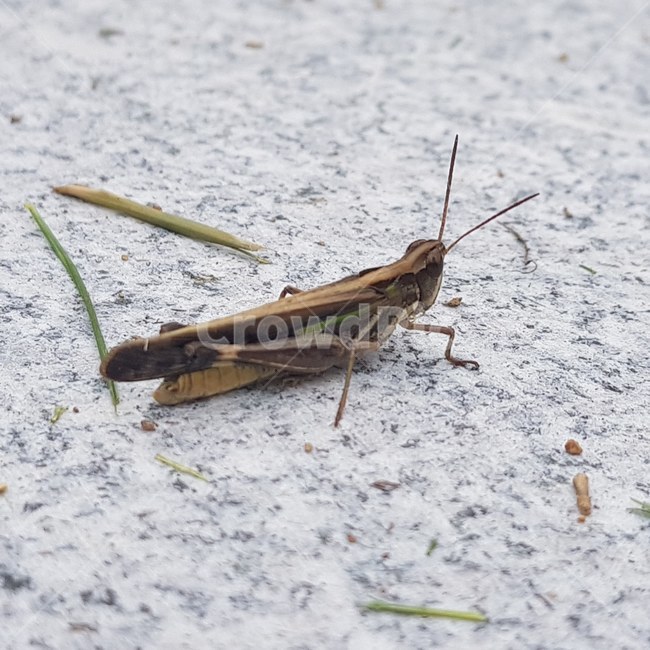 메뚜기,접사,매크로,곤충,갈색,동물,animal,곤충,벌레,insect,bug
