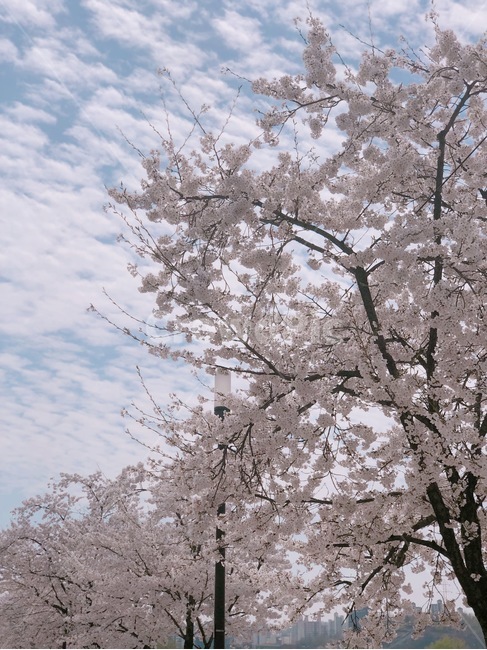 봄,벚꽃,뭉게뭉게,꽃잎,하늘