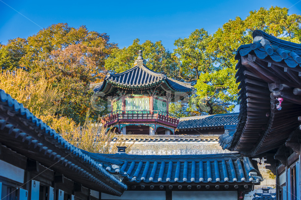 roof,Changgyeonggung Palace,sperm,Cultural Heritage,zelkova tree,eaves,tile,coloring,Dancheong,old palace,traditional house