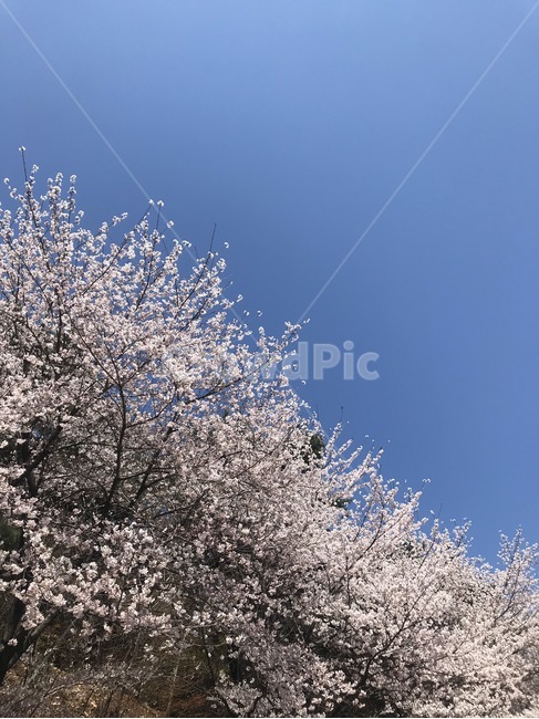 봄,벚꽃,하늘,꽃,꽃나무