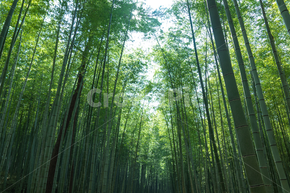대나무,숲,대나무숲,대숲,돌탑,자연,풍경,nature,landscape,plant,식물
