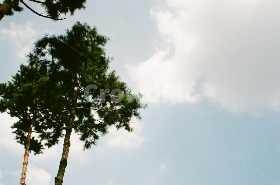 하늘,구름,여름,나무,배경,파랑,식물,자연,trees,wood,nature,휴식,힐링,healing,relaxation,필름,계절,감성,season,자연,풍경,nature,landscape,식물,plants,나무,trees,wood,tree,plant