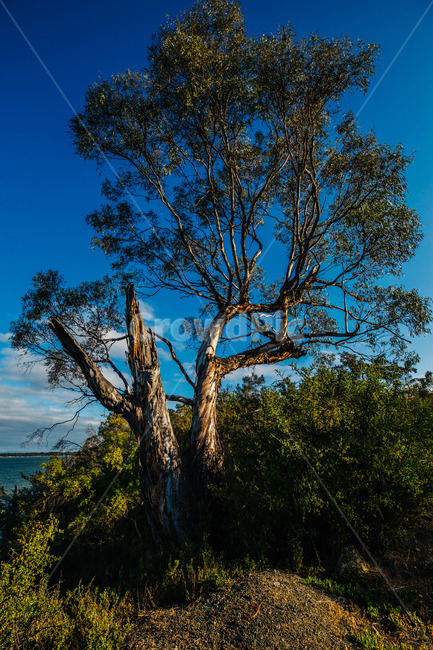 호주,타즈매니아,바닷가,see,australia,tasmania,푸른하늘,sky,나무,산,tree,mountain,하늘,잔디,구름,맑음,맑은날,언덕위,바다,언덕,식물,자연,plants,nature,나무,trees,wood