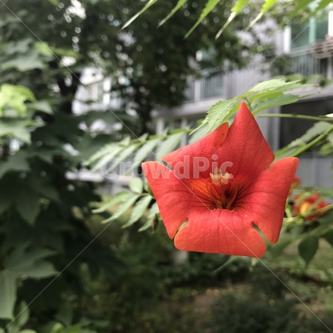 능소화,금등화,나팔화,뇨양화,대화능소,양반꽃,여위,타태화,중국꽃,ChineseTrumpetCreeper,ChineseTrumpetFlower,사찰꽃,약재,식물,꽃,Flower,식물,자연,plants,nature,꽃,flower