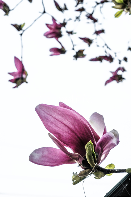 목련,꽃,봄,분홍,식물,자연,바탕,봄,계절,spring,season,식물,자연,plants,nature,꽃,flower,plant