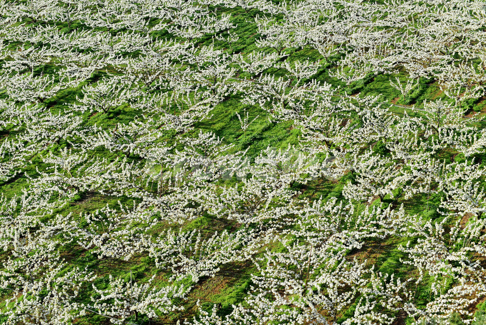 배밭,배,배꽃,배나무,흰꽃,peartree,pear,pearflower