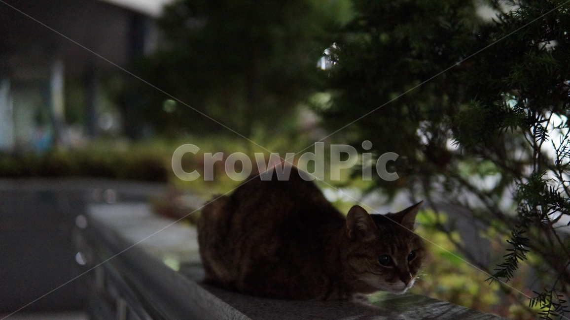 고양이,길고양이,길냥이,경북이,대구교대,대구교육대학교,동물,animal,포유류,mammal,고양이,cat,kitten,kitty