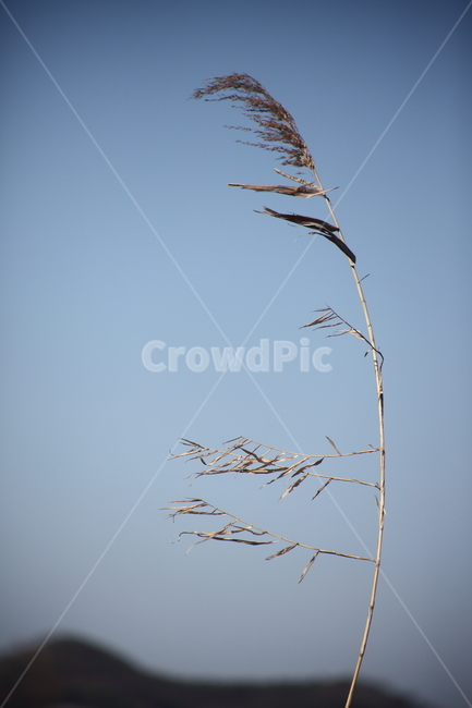 plant,식물,reed,갈대,commonreed