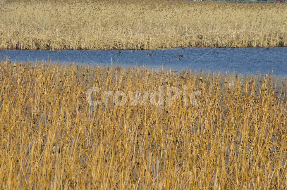 호수,갈대,scene,view,feeling,emotion,nature,landscape,season,풍경,경치