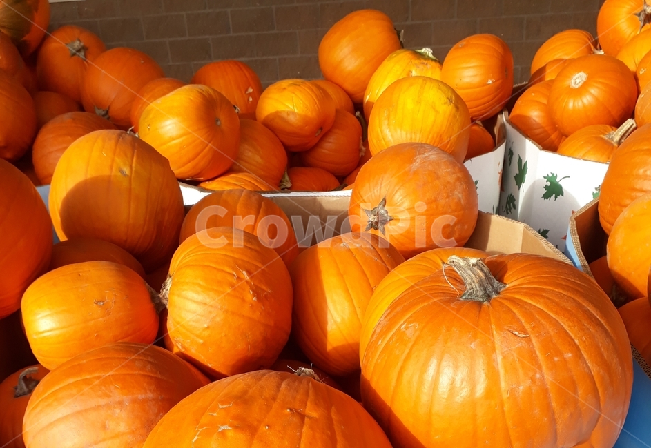 호박덩어리들,늙은호박,plant,식물,food,식품,vegetable,호박,pumpkin,야채,채소,야채,vegetables