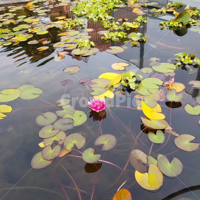 연꽃,plant,꽃,식물,연꽃한송이,flower,lotus,asinglelotus,abunchoflotus