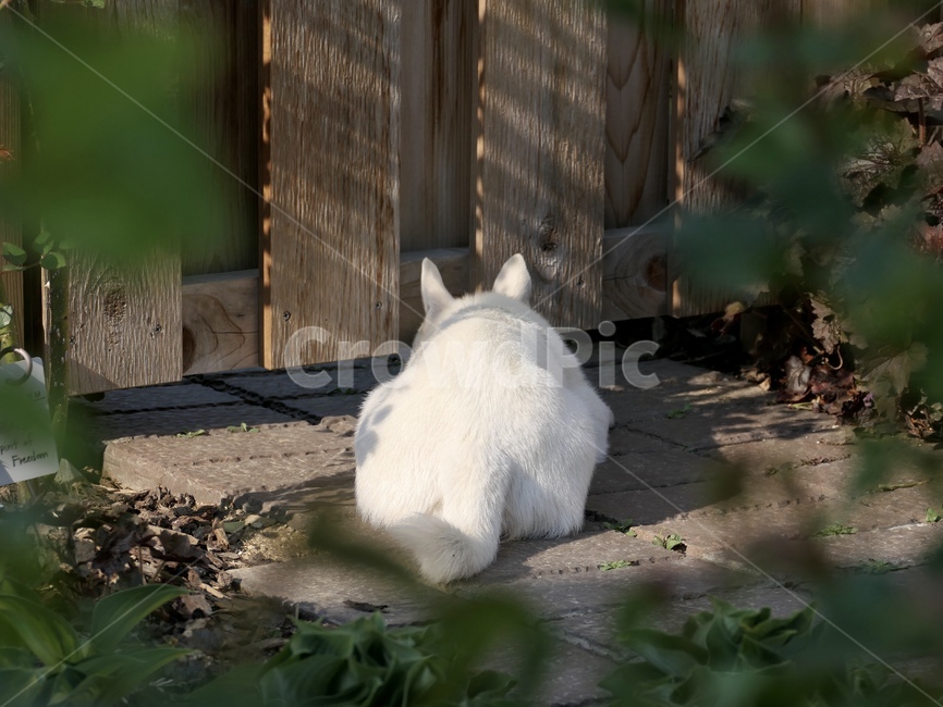 강아지,댕댕이,흰강아지,아기강아지,어린강아지,작은강아지,흰둥이,흰댕댕이,강아지뒷모습,뒷모습,정원,가든,garden,gardenanddog,dog,puppy,whichdog,littledog,youngdog,pet,housegarden,동물,animal,동물,animal,포유류,mammal,개,강아지,dog,doggy