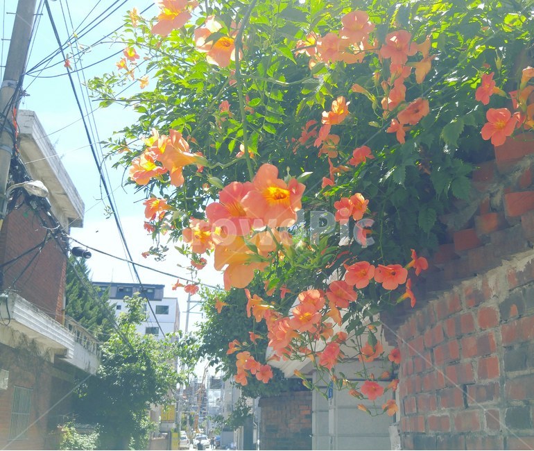 능소화,꽃,자연,식물,골목길,햇살,파스텔,flower,nature,plant,alley,따뜻함,식물,자연,plants,nature,꽃,flower