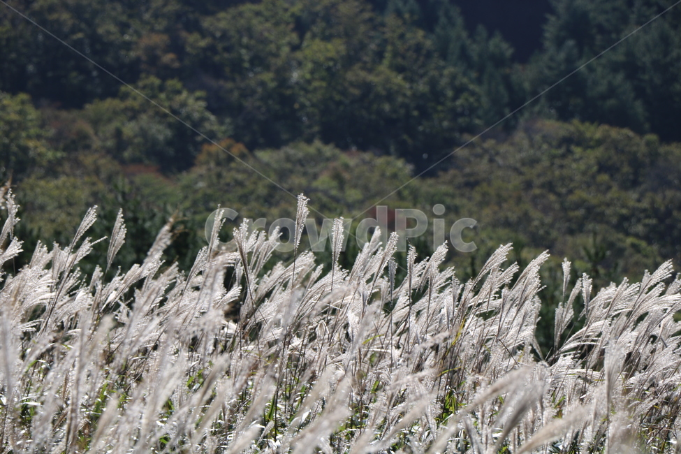 신불산,갈대,억새,갈대밭,억새밭,영남알프스,식물,가을,계절,fall,autumn,season,자연,풍경,nature,landscape,plant,grass,잔디,lawn,reed