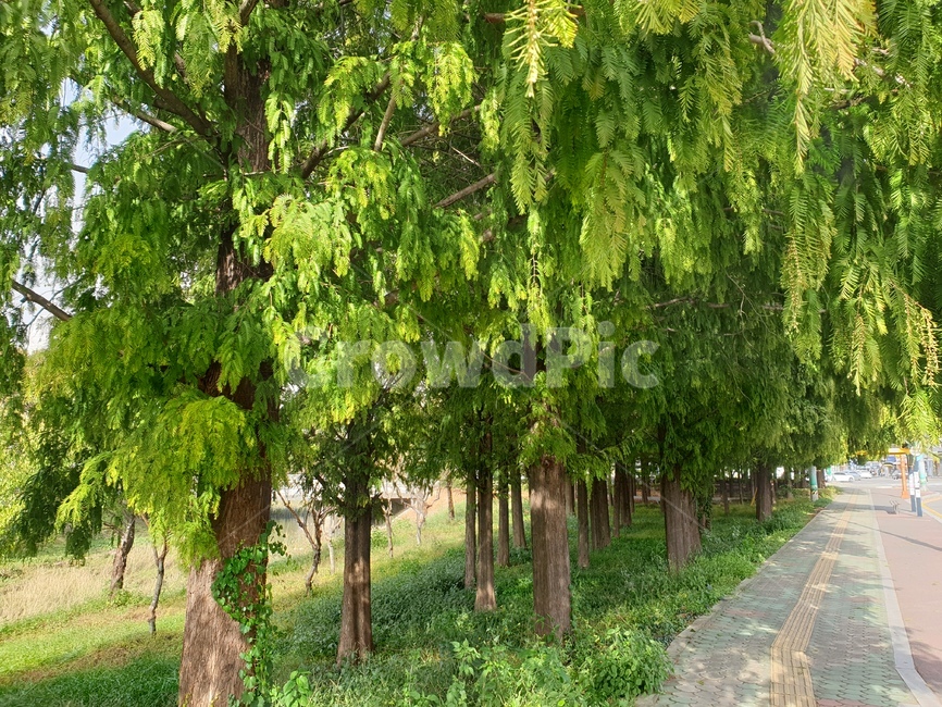 tree,나무,plant,식물,메타세콰이어,경상대정문