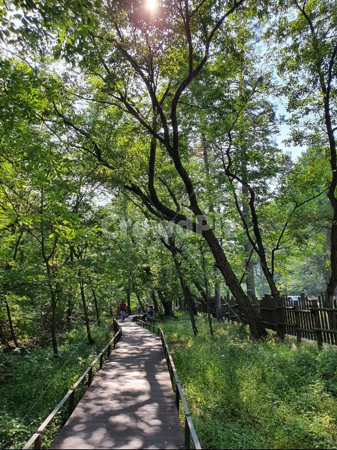 숲,오후의숲,산책로,나무,자연