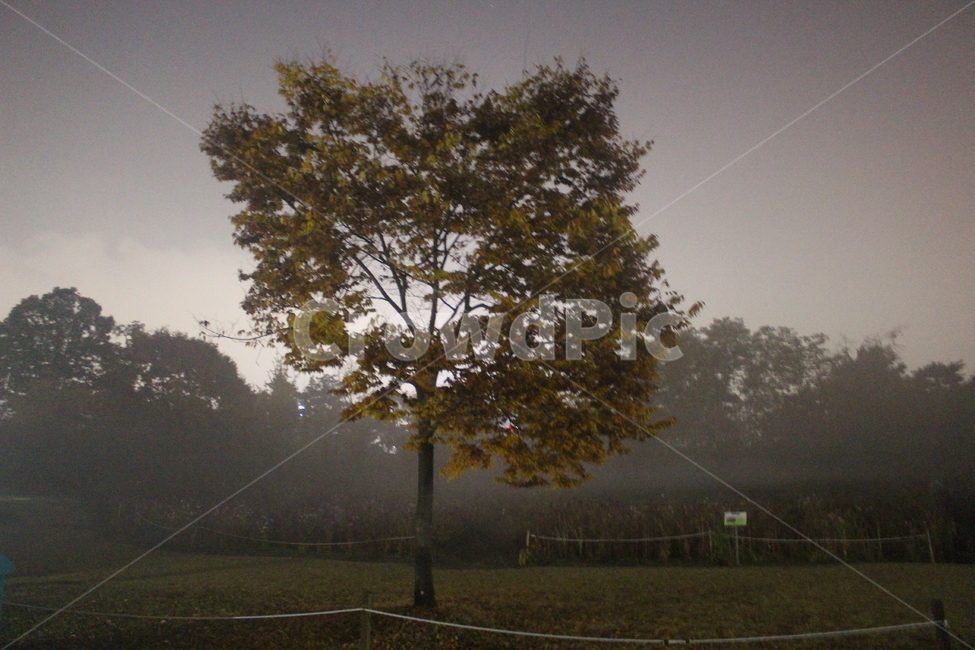 새벽,밤,나무,올림픽공원,단풍,자연,풍경,nature,landscape,식물,plants,나무,trees,wood,weather,날씨,outdoors,옥외