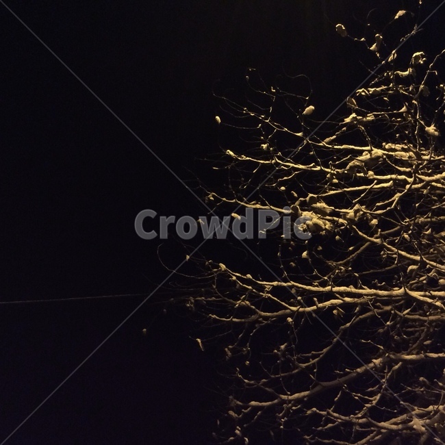 겨울,winter,눈,나무,snow