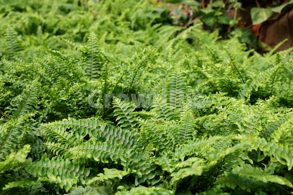 고사리,보스톤고사리,미국고사리,식물,고란초과,자연,식물원,식물,자연,plants,nature