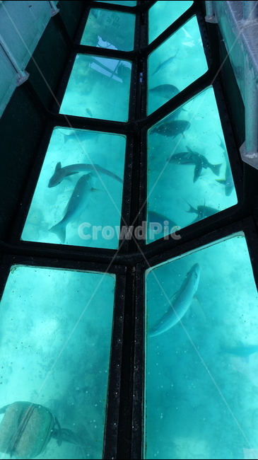 blue,sea,ocean,파란색,바다,전망,자연,nature,aquablue,glassboat,물고기,summer,여름,휴가,vacation,휴양지,태평양,남태평양,글래스보트,뉴칼레도니아